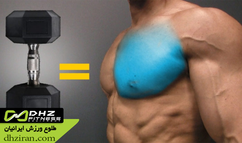 نکات مهم برای رشد بهتر عضلات سینه 